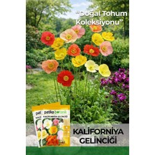 Patika Botanik 100 Adet Kaliforniya Gelinciği Çiçek Tohumu (Eschscholzia Californica)