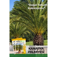 Patika Botanik 5 Adet Kanarya Palmiyesi Tohumu (Phoenix Canariensis)