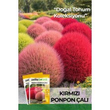 Patika Botanik 50 Adet Ponpon Çalı Çiçek Tohumu (Kochia Scoparia Red Globe)
