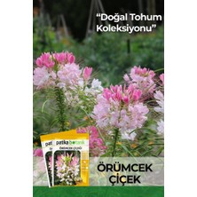 Patika Botanik 50 Adet Örümcek Çiçeği Tohumu (Cleome Hassleriana)