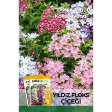 Patika Botanik 100 Adet Yıldız Floks Çiçeği Tohumu (Phlox Drummondii Cuspidata)