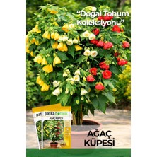 Patika Botanik 30 Adet Ağaç Küpesi Çiçek Tohumu (Abutilon Hybridum)