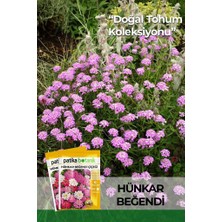 Patika Botanik 100 Adet Hünkar Beğendi Çiçeği Tohumu (Iberis Umbellata)