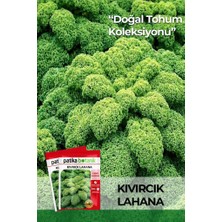Patika Botanik 50 Adet Kıvırcık Lahana Tohumu