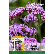 Patika Botanik 100 Adet Çalı Minesi Çiçek Tohumu (Verbena Bonariensis)