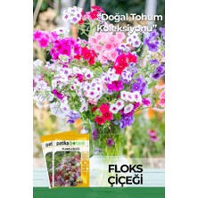 Patika Botanik 100 Adet Floks Çiçeği Tohumu (Phlox Drummondii Grandiøora)