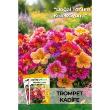 Patika Botanik 100 Adet Trompet Kadife Çiçek Tohumu (Salpiglossis Sinuata)