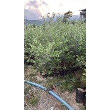 Fidanlıdan Tüplü 1 Yaş Gelişkin Arbequina Ispanyol Zeytin Fidanı 4 Adet
