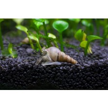 Moss Akvaryum Minare Salyangozu 5 Adet