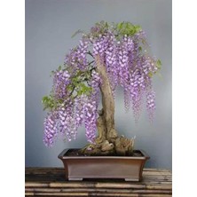 Bemy Ticaret Dünyam 5 Adet Purple Rain Wisteria Living Room Bonsai Tohumu
