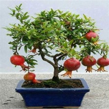 Bemy Ticaret Dünyam Nadir Ithal Bodur Nar Bonzai Ağacı Tohumu 5 Tohum Bonsai Tohumu
