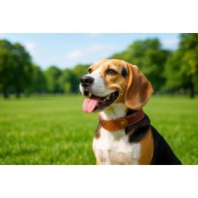 LWA Leather Hakiki Eskitme Deri Köpek Tasması - El Yapımı Ayarlanabilir Lüks Deri Evcil Hayvan Tasması