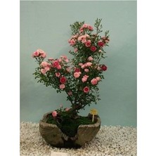 Look Bodur Pembe Gül Bonzai Ağacı Tohumu 5 Adet Tohum Bonsai Ağacı Tohumu TH-8777963100556