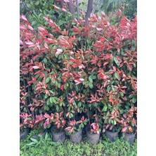 Gloria Fidancılık Alev Çalısı Fidanı 150-200 cm – Photinia Red Robin | Gösterişli Çit ve Peyzaj Bitkisi