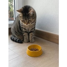 Sh Ticaret Pati Desen Model Beton Kedi Köpek Mama ve Su Kabı 13 cm Çap x 4 cm - Bronz