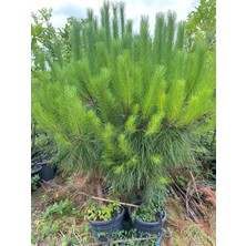 Gloria Fidancılık Saksılı Fıstık Çamı Fidanı – 5 Yaşında | Pinus Pinea