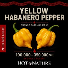 Hot By Nature YELLOW HABANERO / 350.000 Scoville - Gerçek Taze Acı Biber