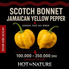 Hot By Nature SCOTCH BONNET JAMAICAN YELLOW PEPPER / 350.000 Scoville - Gerçek Taze Acı Biber