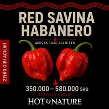Hot By Nature RED SAVINA HABANERO PEPPER 350.000 – 580.000 Scoville - Gerçek Taze Acı Biber