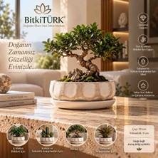 BitkiTÜRK Beton Bonsai Saksısı ve Altlık Seti | Dekoratif Saksı, Iç Mekan Bitkileri, Sukulent ve Kaktüs Aranjmanları Için