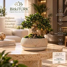 BitkiTÜRK Beton Bonsai Saksısı ve Altlık Seti | Dekoratif Iç Mekan Saksısı, Sukulent ve Kaktüs Aranjmanları Için