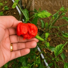 Hot By Nature TRINIDAD MORUGA SCORPION / 2.000.000 Scoville - Gerçek Taze Acı Biber