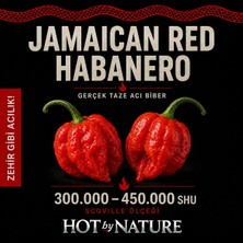 Hot By Nature JAMAICAN RED HABANERO / 425.000 Scoville - Gerçek Taze Acı Biber