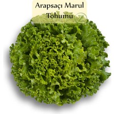 Zencefil Organik Arapsaçı Marul Tohumu 1 Paket (10 GR=5000+ Adet) Kıvırcık Marul Tohumu Arap Saçı