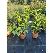 Esranın Dünyası Serada Decor & Plant Kartopu Viburnum Lucidum, 2 Adet, 80-100 Cm, Saksılı, Dış Mekan Bahçe Peyzaj Çit Bitkisi