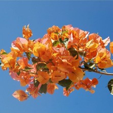 Esranın Dünyası Gardenbox Tüplü Kayısı Renkli Begonvil Fidanı, Bougainvillea, Çok Renkli