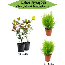 Esranın Dünyası Nura Botanik Bahçe Peyzaj Seti, 2 Adet Alev Çalısı + 2 Adet Limoni Servi Fidanı, Çok Renkli