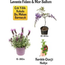 Esranın Dünyası Serada Decor & Plant Yoğun Kokulu Lavanta, Mor Salkım Ağacı Fidanı, Buz Çiçeği Hediyeli Bahçe Seti