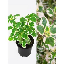 Esranın Dünyası Gardenbox Mis Kokulu Formlu Benjamin Çiçeği Saksılı Sarkıcı Bitki, Çok Renkli