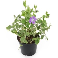 Esranın Dünyası Gardenbox Cezayir Menekşesi Variegata, 20-40 Cm, Saksıda, Alacalı Yapraklı Yer Örtücü, Çok Renkli