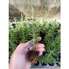 Esranın Dünyası Nura Botanik Biberiye Fidanı, Mini Aromatik Bitki Fidesi, 5-15CM, 5.5 Saksıda, Çok Renkli