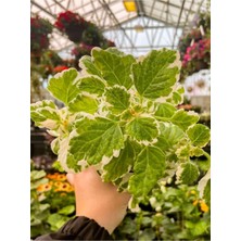 Esranın Dünyası Gardenbox Plectranthus Forsteri Adaçayı Kokulu Bitki Sarkıcı Tür Saksılı