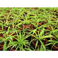 Esranın Dünyası Gardenbox Kurdele Çiçeği 3 Adet, Bonsai Saksısında, Çok Renkli, Ofis Salon Bitkisi