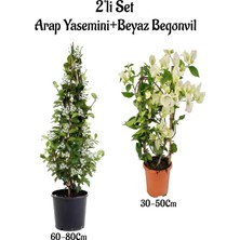 Esranın Dünyası Gardenbox Yoğun Kokulu Arap Yasemini Fidanı + Beyaz Begonvil Fidanı 2'li Peyzaj Seti, Çok Renkli