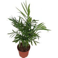 Esranın Dünyası Nura Botanik Dağ Palmiyesi Chamaedorea Elegans, 20-30 cm