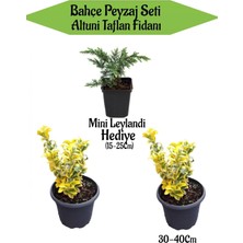 Esranın Dünyası Nura Botanik Bahçe Peyzaj Seti, 2 Adet Altuni Taflan Fidanı + Hediye Mini Leylandi Fidanı, Çok Renkli