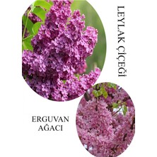 Esranın Dünyası Nura Botanik Kokulu Leylak Çiçeği Fidanı Saksılı 30-60CM + Erguvan Ağacı Fidanı 40-80CM Seti