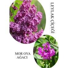 Esranın Dünyası Nura Botanik Kokulu Leylak Çiçeği Fidanı Saksılı 30-60CM + Mor Oya Fidanı 30-60CM, Set