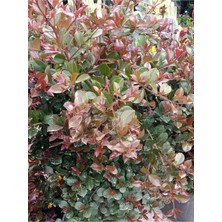 Esranın Dünyası Gardenbox Evgenia Çalısı, 1 Adet, Saksılı/tüplü, 40-60CM, Çok Renkli, Dış Mekan Bahçe Bitkisi