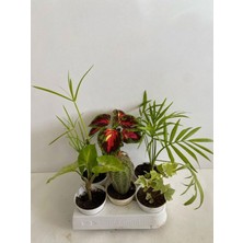 Esranın Dünyası Gardenbox 6'lı Bitki Seti, Melek Kanadı, Japon Şemsiyesi, Kaktüs, Yaprak Güzeli, Hedera, Areka