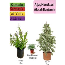 Esranın Dünyası Nura Botanik Beyaz Alacalı Benjamin Bitkisi, Ağaç Menekşesi, Tül Çiçeği, 3'lü Set