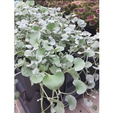 Esranın Dünyası Gardenbox Özel Yer Örtücü Fare Kulağı Çiçeği, Saksılı, 10-15CM, Bahçe Balkona Uygun