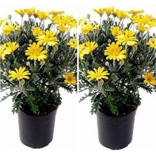 Esranın Dünyası Serada Decor & Plant Çalı Papatyası Sarı Renkli, 25-30 Cm, 2 Adet Saksılı Canlı Bitki