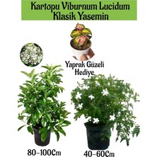 Esranın Dünyası Gardenbox Kartopu Viburnum + Klasik Izmir Yasemini + Yaprak Güzeli Hediye Bahçe Bitkisi Seti