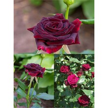 Esranın Dünyası Serada Decor & Plant Yediveren Kokulu Bordo Gül, 40-70 Cm, 2 Adet Saksılı Aşılı Gül