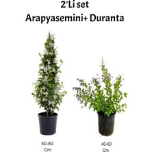 Esranın Dünyası Bitkim Sende Arap Yasemini+ Mor Çiçekli Duranta Fidanı, Dış Mekan Bitkisi, 2'li Set